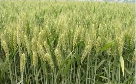 现在农村的荒地越来越多，造成这个现象的原因是什么？丨农村荒地要收回吗